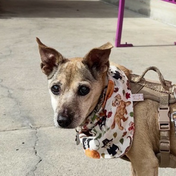 Handmade Stylish Pet Critter Capes - Picture 8 of 16